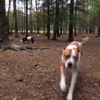 Hidden Acres Kennel - Pet Boarding Near Me - Rehoboth, Massachusetts