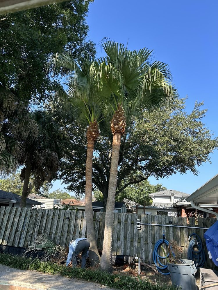 Trees Unlimited - tree service in Terrytown, LA