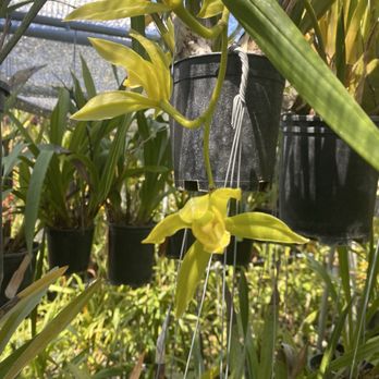 Orchid Design - Florists Near Me - San Jose, California Orchid Design - Florists Near Me - San Jose, California