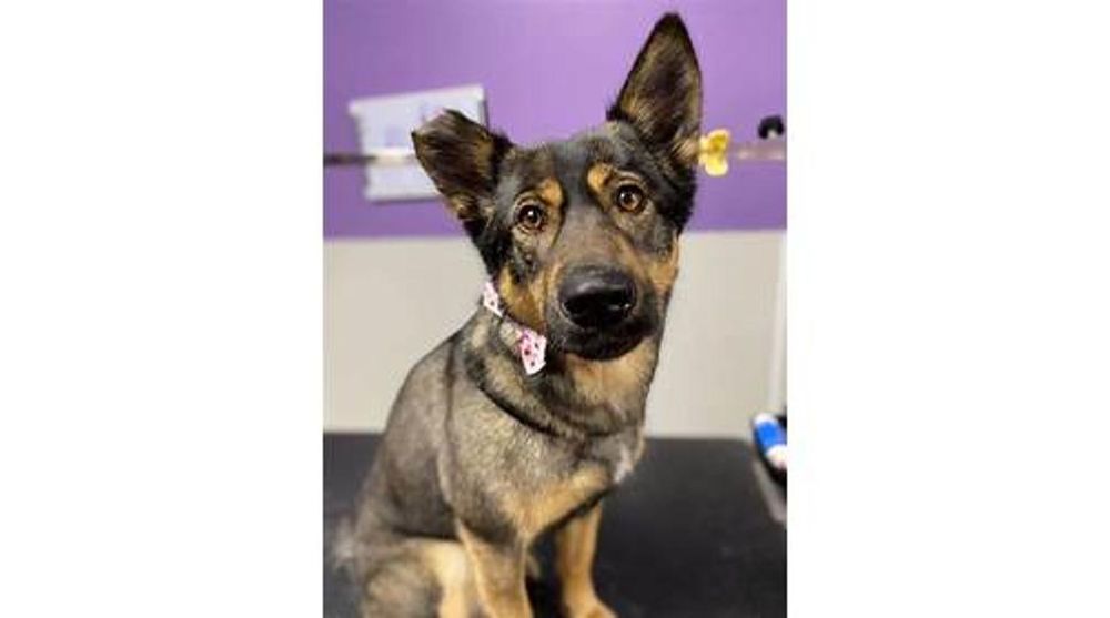 BEST WEST PET FOODS Updated August 2024 492 Saint Anne's Road