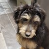 Upstate Dog Academy gift card