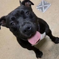 Apple Valley Animal Services Department - Sweet Berry