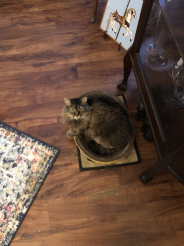 SOQUEL CREEK ANIMAL HOSPITAL Updated September 2024 53 Reviews 2505 S Main St, Soquel