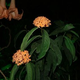Flora Flora