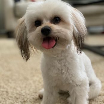 Animal Palace - Pet Sitting Near Me - Virginia Beach, Virginia Animal Palace - Pet Sitting Near Me - Virginia Beach, Virginia