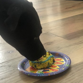 PJ's Pet Cafe - Another piggy loving the cake - Pet Stores Near Me - Long Beach, California PJ's Pet Cafe - Another piggy loving the cake - Pet Stores Near Me - Long Beach, California