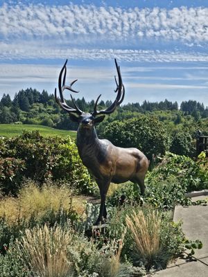 Elk Cove Vineyards by null