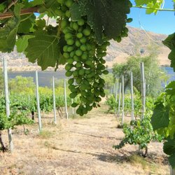 Rio Vista Wines