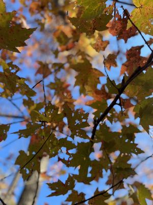 Sugarloaf Mountain by null