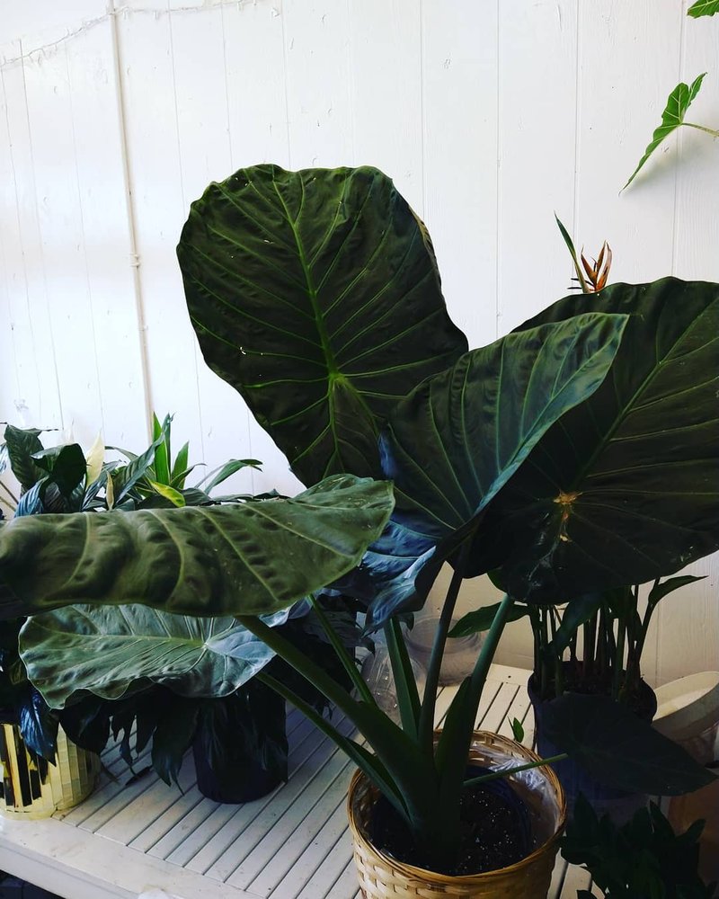 SSD FLOWERS Updated April 2024 392 Main St, East Orange, New Jersey