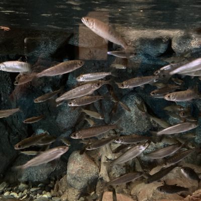 Alaska SeaLife Center by null