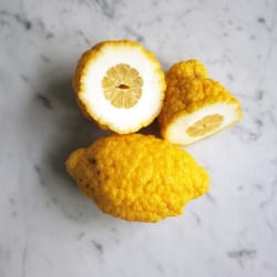 Casanova & Daughters - Citron