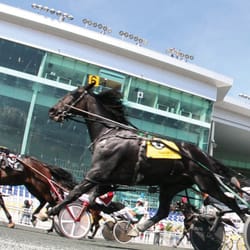 O'Sheas - Live Racing