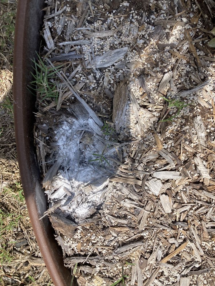 ANTHEM PEST CONTROL Updated September 2024 57 Reviews 1406 Halsey