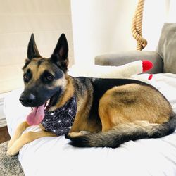 Boom Town Groomer - Arlo after his Bath time at Boom Town Groomers!
