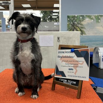 Zoom Room Dog Training - Pet Stores Near Me - Redlands, California Zoom Room Dog Training - Pet Stores Near Me - Redlands, California
