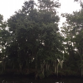 Ultimate Swamp Adventures - Beautiful cypress trees! - Tours Near Me - Westwego, Louisiana Ultimate Swamp Adventures - Beautiful cypress trees! - Tours Near Me - Westwego, Louisiana