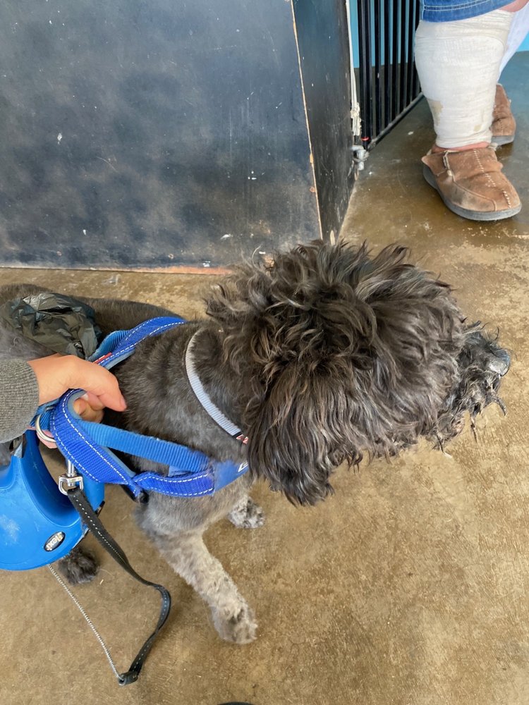 CLASSIC GROOMING Updated August 2024 4118 34th St, Lubbock, Texas