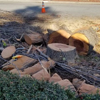 J.T.S Tree Expert, Inc - Tree Services Near Me J.T.S Tree Expert, Inc - Tree Services Near Me