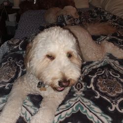 Gorgeous Growler Grooming - Triple G - Cooper the Doodle loves the blueberry facial at Triple G Grooming