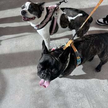 Cactus Pet Hospital - Veterinarians Near Me - Las Vegas, Nevada