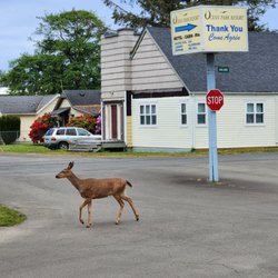 Ocean Park Resort - Local Wildlife!