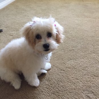 Mountainview Pet Boutique - Maple after her first grooming . - Pet Groomers Near Me - Lake Elsinore, California Mountainview Pet Boutique - Maple after her first grooming . - Pet Groomers Near Me - Lake Elsinore, California