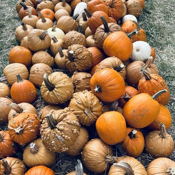 Kroll's Fall Harvest Farm - Pumpkin Patches Near Me - Waukegan, Illinois Kroll's Fall Harvest Farm - Pumpkin Patches Near Me - Waukegan, Illinois