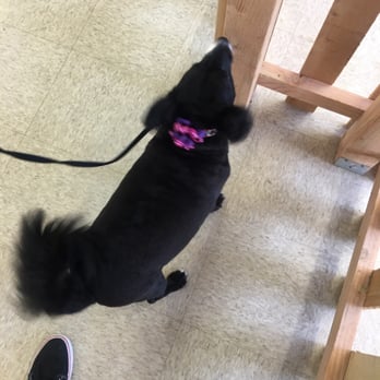 Canine Clips Dog Grooming - She is so happy!! Thank you Canine Clips!!! - Pet Groomers Near Me - El Cajon, California