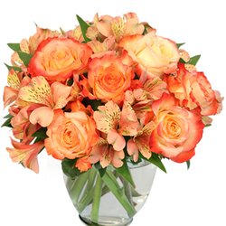 Scarlett Gardens Nursery & Florist