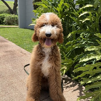 Hele Mai K9 - Pet Boarding Near Me