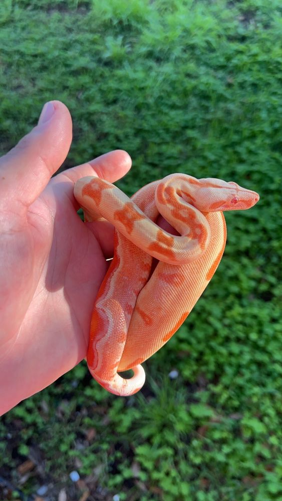 Fire Horse Exotics - reptile breeding in Miami, FL