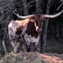 Gilley’s Pet Boarding Ranch