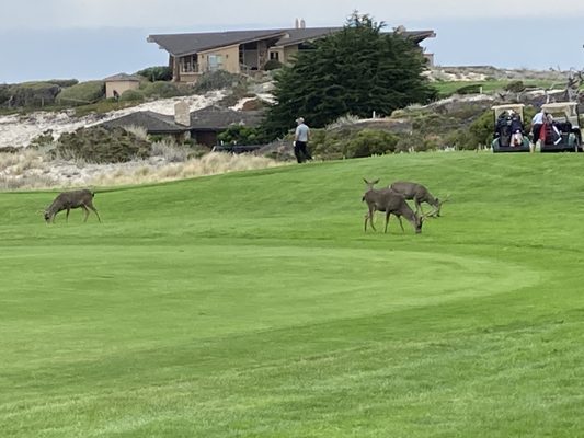 Spyglass Hill Golf Course by null