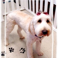 Pet Pet Wash Professional Dog Grooming - Goldendoodle