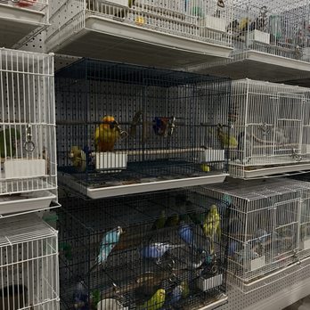 Just4Birds - Birds for sale - Pet Stores Near Me - Valrico, Florida