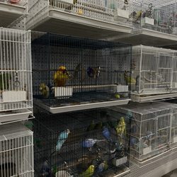 Just4Birds - Birds for sale