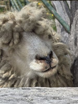 Frontier Culture Museum by null