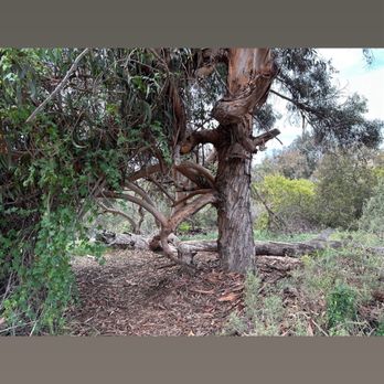 Annie's Canyon Trail - Hiking Near Me - Encinitas, California Annie's Canyon Trail - Hiking Near Me - Encinitas, California