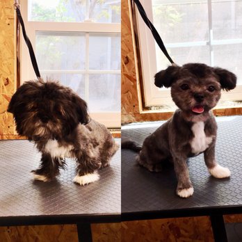 Puppy Cutz - Pet Groomers Near Me - San Jose, California