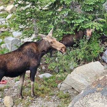 Brighton Resort - Moosey-moose! - Ski Resorts Near Me - Brighton, Utah