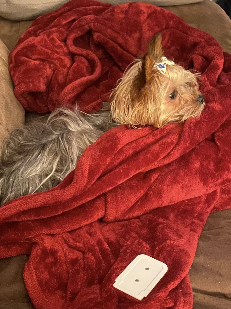 Breedin Luv Yorkies - pet boarding facility in Augusta, GA