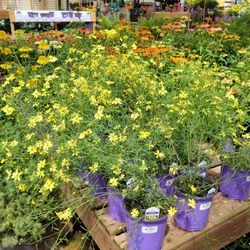 Gulley Greenhouse