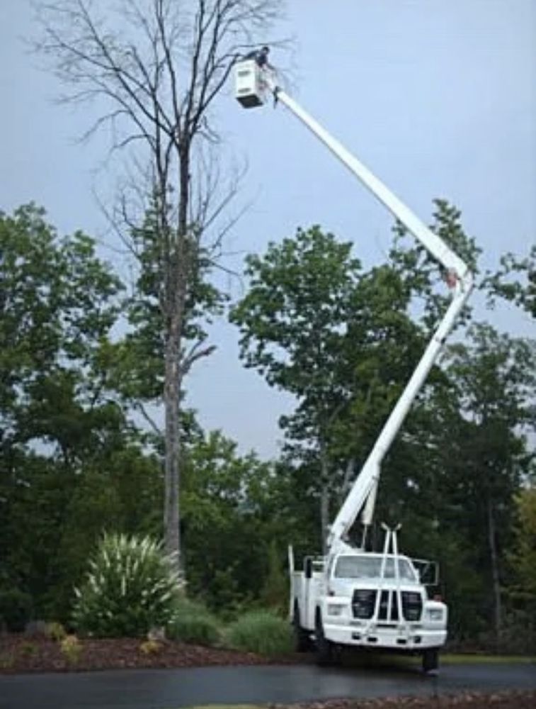 Ozark Tree Service - tree service in Fayetteville, AR