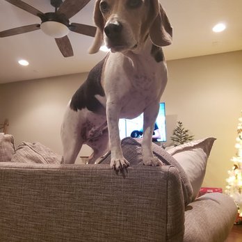 Pawsitive Vibes Jax - Rambo! The cutest little man with the best personality. - Pet Sitting Near Me