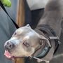 Photo of The Urban Pet