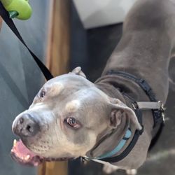 The Urban Pet