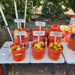 Ramona Fresh Fruits