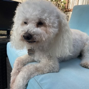 Daisy Mobile Pet Grooming - Snowball is a happy customer - Pet Groomers Near Me