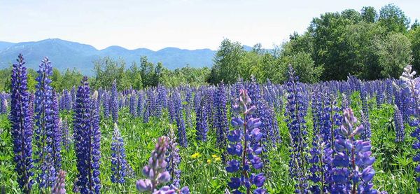 The Mountain Club on Loon - Loon Mountain Condo Resort by null